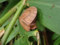 Parthena acutangula