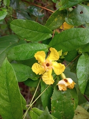 Mandevilla subsagittata