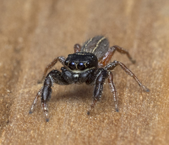 Metacyrba taeniola similis