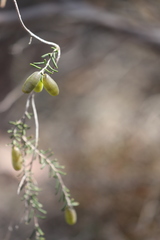 Billardiera variifolia