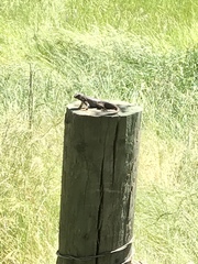 Sceloporus occidentalis