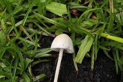 Agaricales
