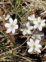 Hepatica