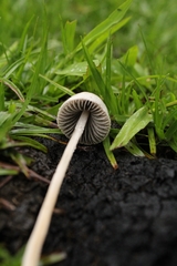 Agaricales