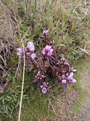 Gentianella foliosa