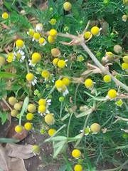 Matricaria chamomilla