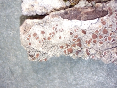 Lecanora cinereofusca