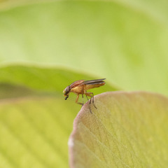 Borbororhinia bivittata