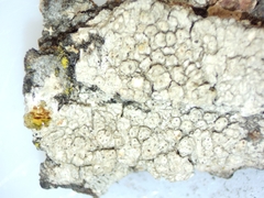 Pertusaria macounii