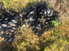 Brachidontes