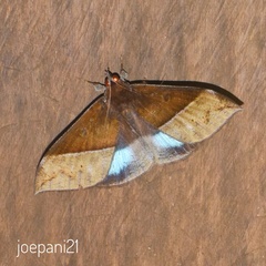 Ischyja paraplesius