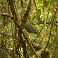 Turdus simillimus