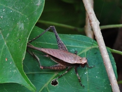 Eneoptera surinamensis
