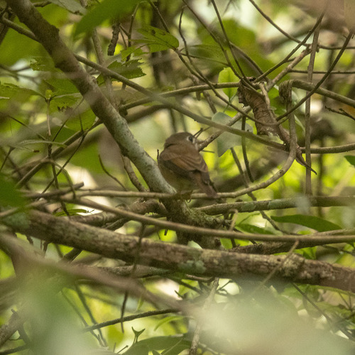 Brown-breasted Flycatcher (Muscicapa muttui), photo 5