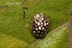 Charidotis auroguttata