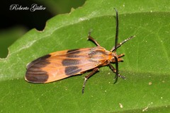 Lycomorphodes