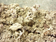 Cladonia parasitica