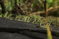 Cladonia