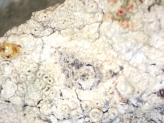 Pertusaria pustulata