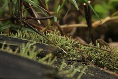 Cladonia