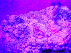 Pertusaria pustulata