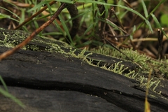 Cladonia