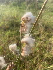 Androtrichum trigynum