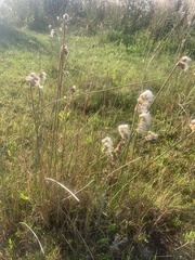 Androtrichum trigynum