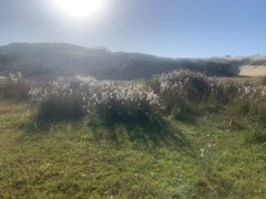 Androtrichum trigynum