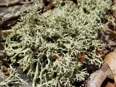 Cladonia amaurocraea