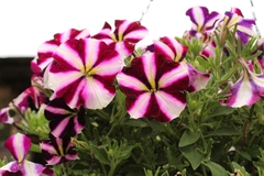 Petunia × atkinsiana