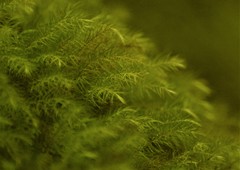 Pyrrhobryum spiniforme