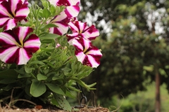 Petunia × atkinsiana