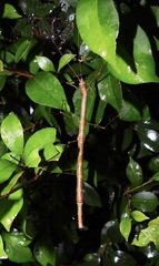 Candovia strumosa