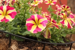 Petunia × atkinsiana