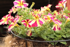 Petunia × atkinsiana