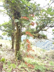 Cyrtochilum trifurcatum