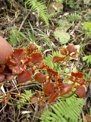 Cyrtochilum trifurcatum