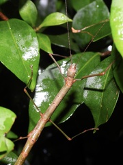 Candovia strumosa