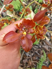 Cyrtochilum trifurcatum