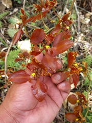 Cyrtochilum trifurcatum