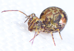 Ptenothrix maculosa