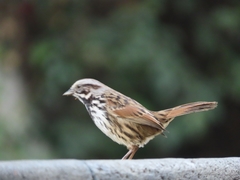 Melospiza melodia