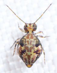 Ptenothrix maculosa