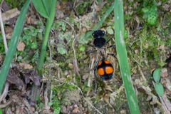 Traumatomutilla inermis