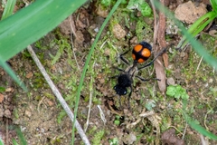 Traumatomutilla inermis