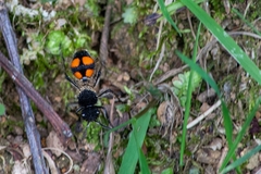 Traumatomutilla inermis