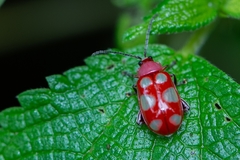 Omophoita sexnotata