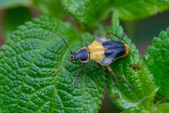 Chauliognathus expansus