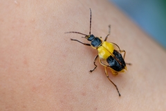 Chauliognathus expansus